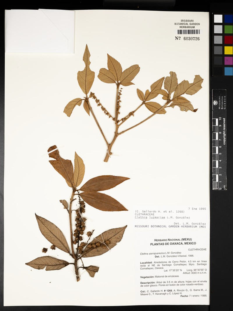 Clethra luzmariae