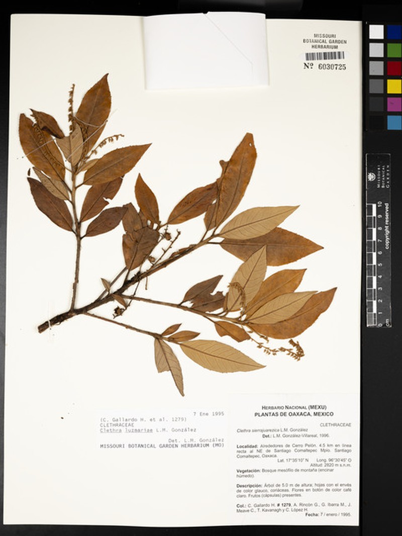Clethra luzmariae photo 2