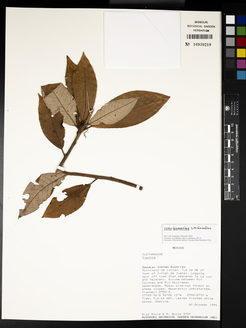 Clethra luzmariae photo 3
