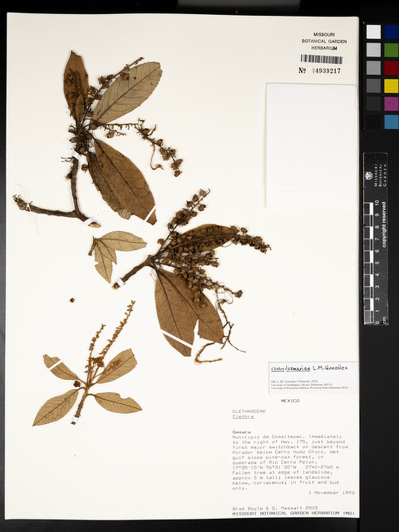 Clethra luzmariae photo 4