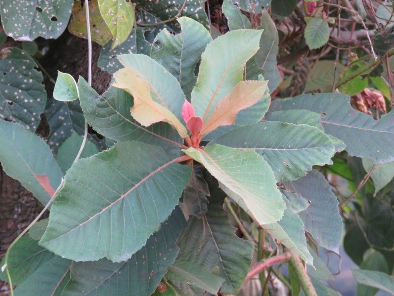 Clethra macrophylla