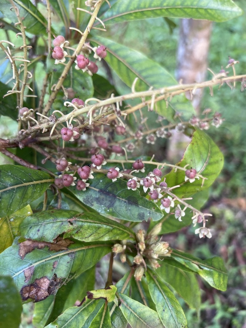 Clethra macrophylla photo 2
