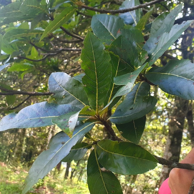 Clethra macrophylla photo 3