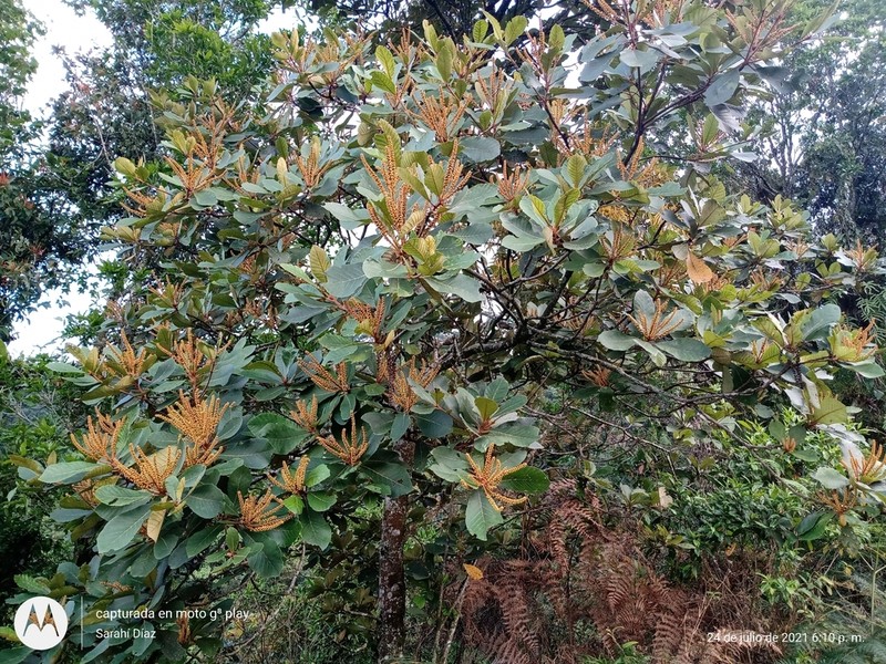 Clethra macrophylla photo 4