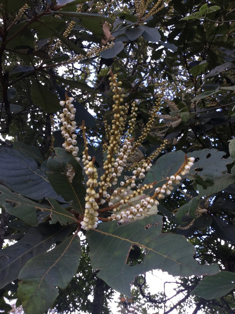 Clethra macrophylla photo 5