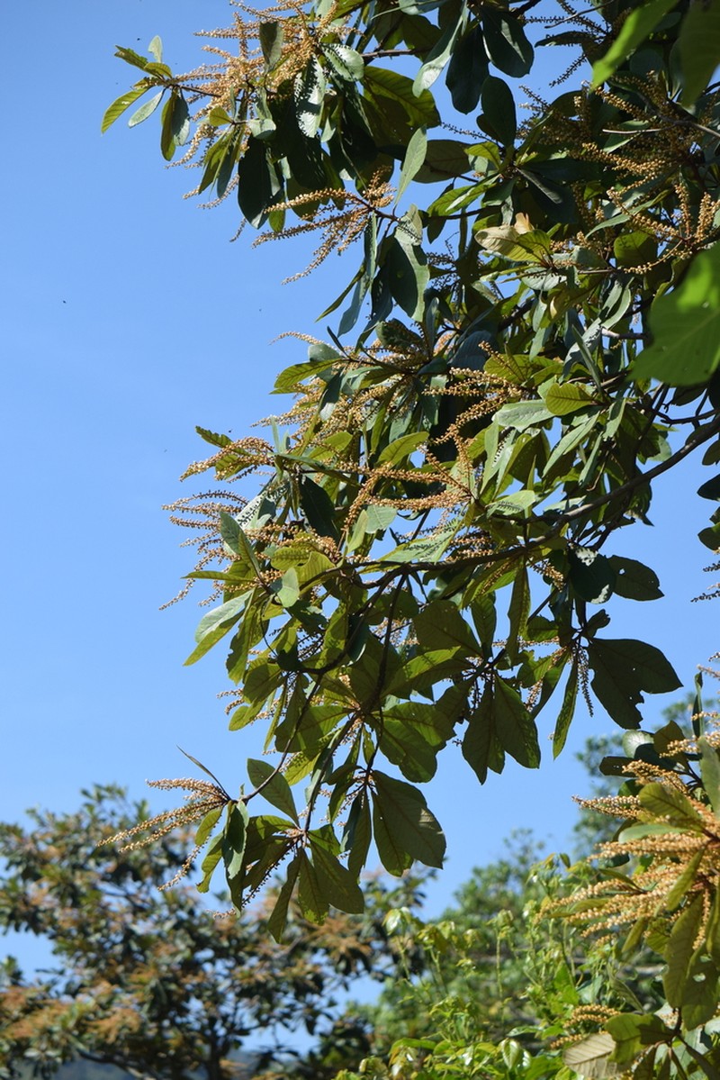 Clethra macrophylla photo 7