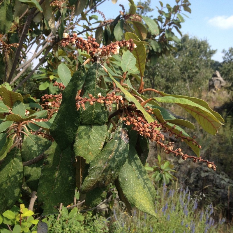 Clethra macrophylla photo 8