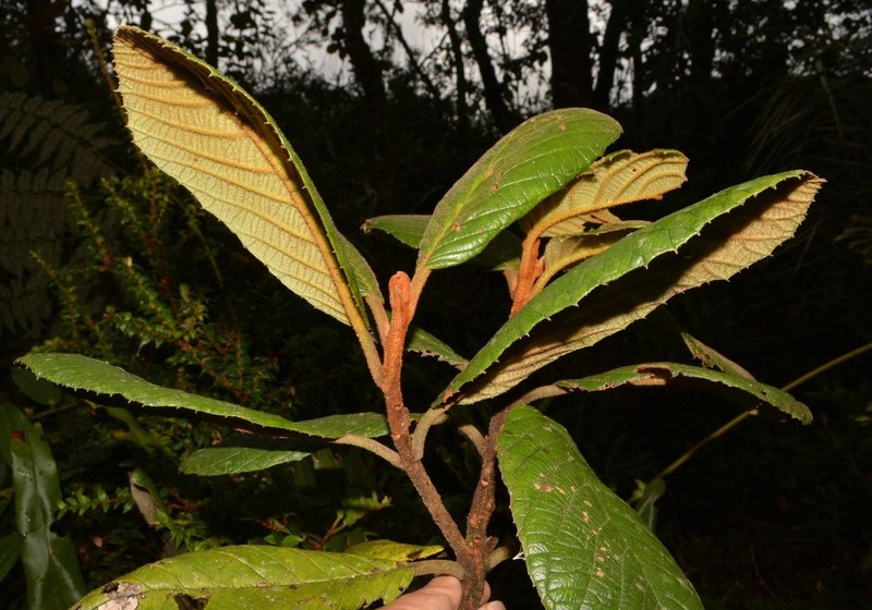 Clethra mexicana