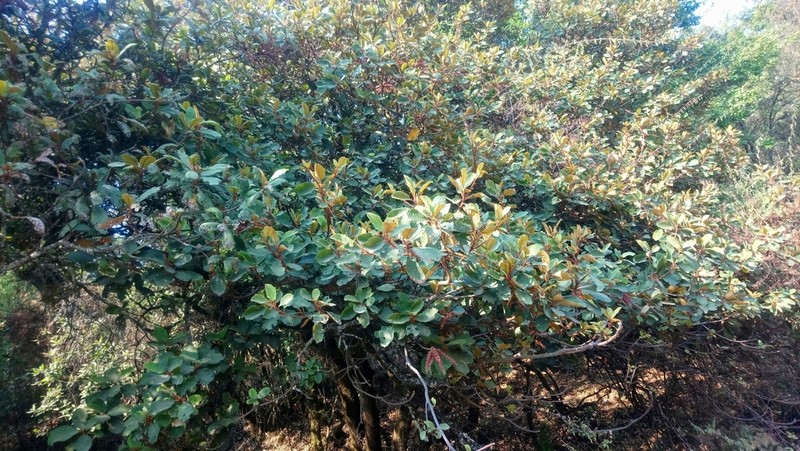 Clethra mexicana photo 2