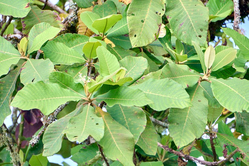 Clethra mexicana photo 3