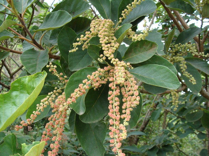 Clethra mexicana photo 4