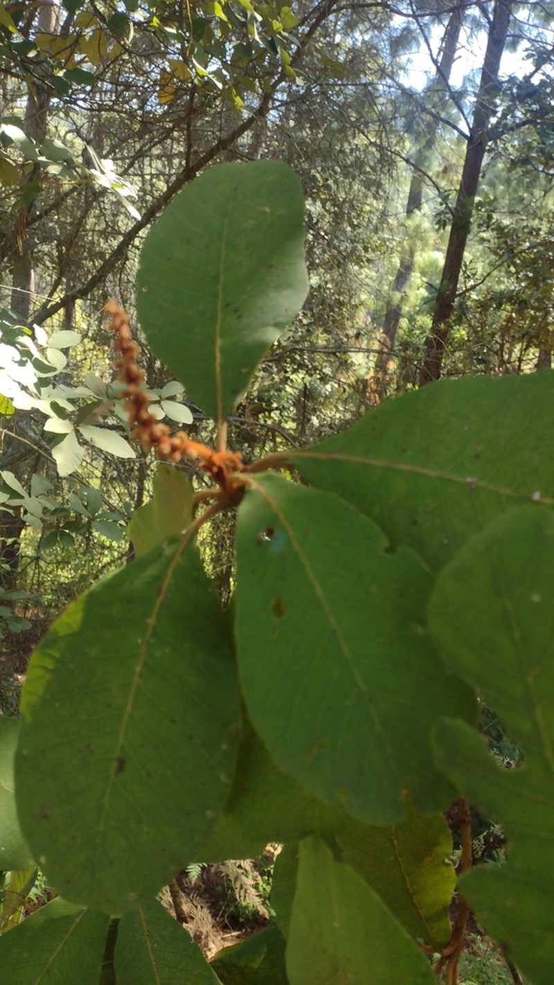 Clethra mexicana photo 5