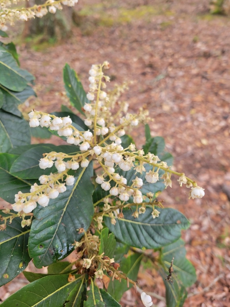 Clethra mexicana photo 6