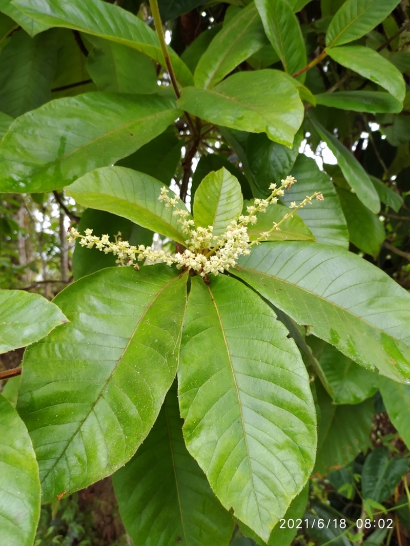 Clethra mexicana photo 8