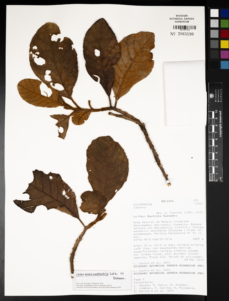 Clethra obovata