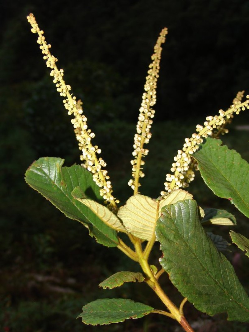 Clethra obovata photo 2