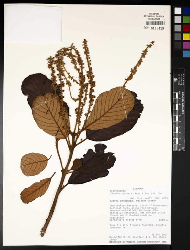Clethra obovata photo 3