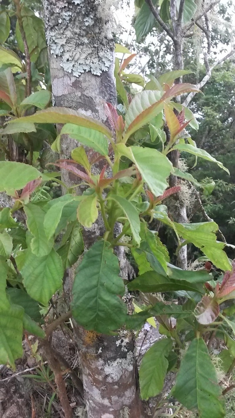 Clethra occidentalis photo 2