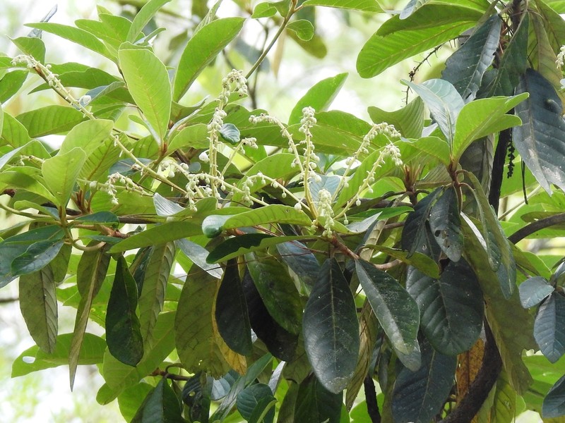Clethra occidentalis photo 4