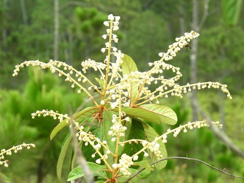 Clethra occidentalis photo 5