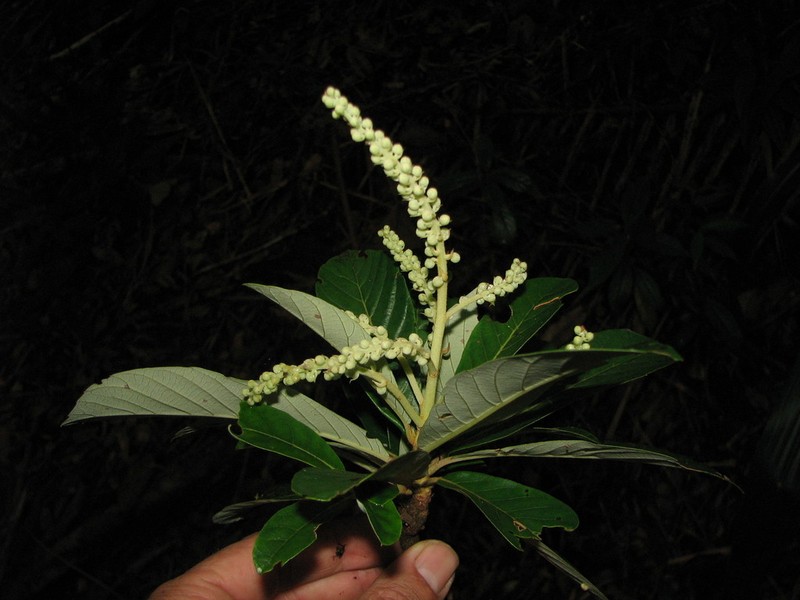 Clethra occidentalis photo 6