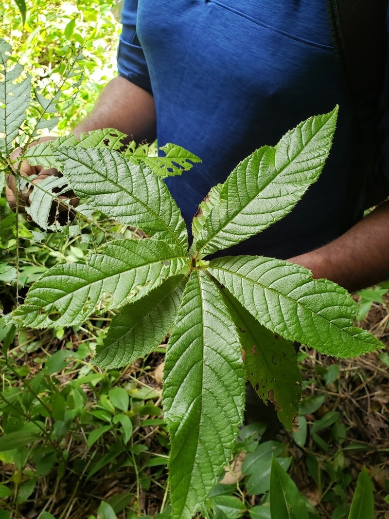 Clethra occidentalis photo 7