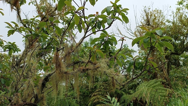 Clethra occidentalis photo 8