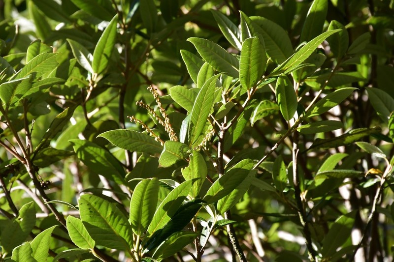 Clethra oleoides photo 2