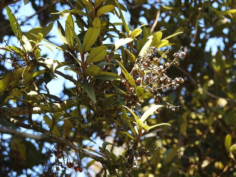 Clethra oleoides photo 3