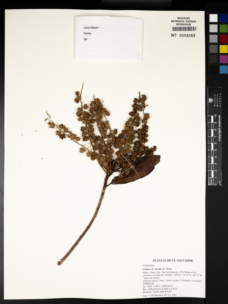 Clethra oleoides photo 4