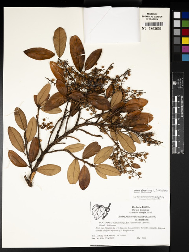 Clethra oleoides photo 5