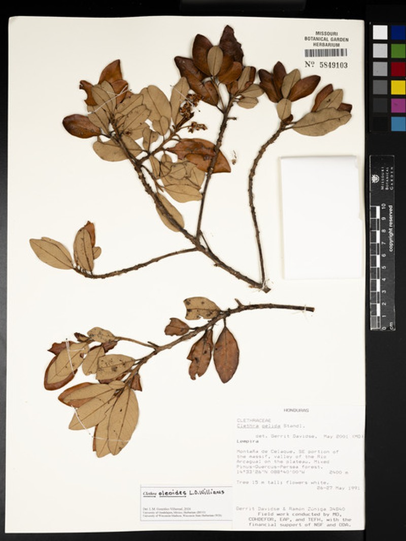 Clethra oleoides photo 6