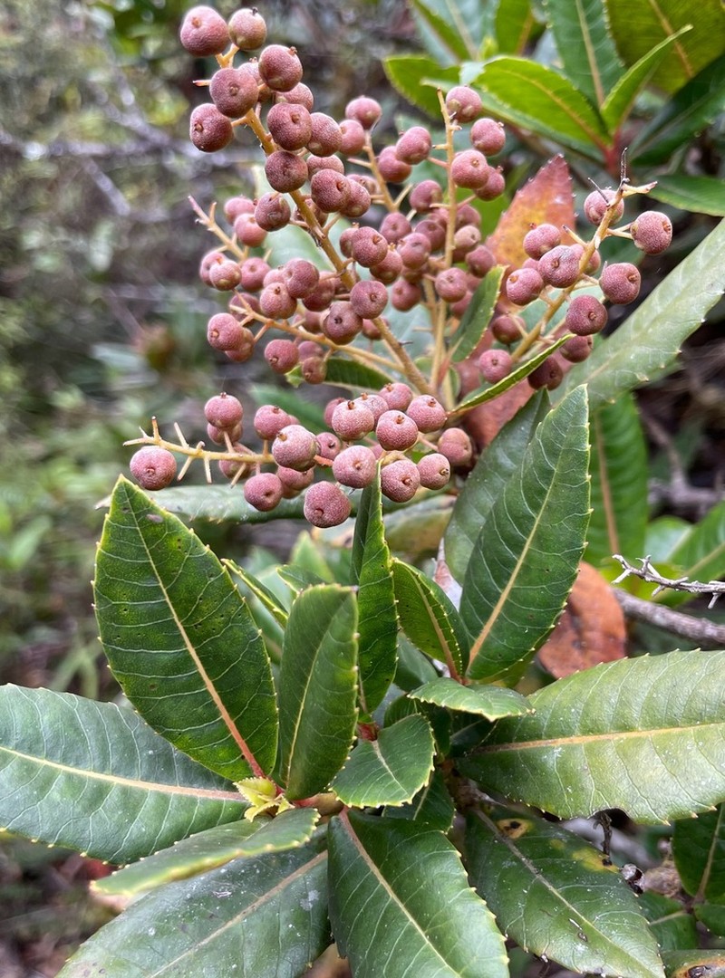 Clethra ovalifolia