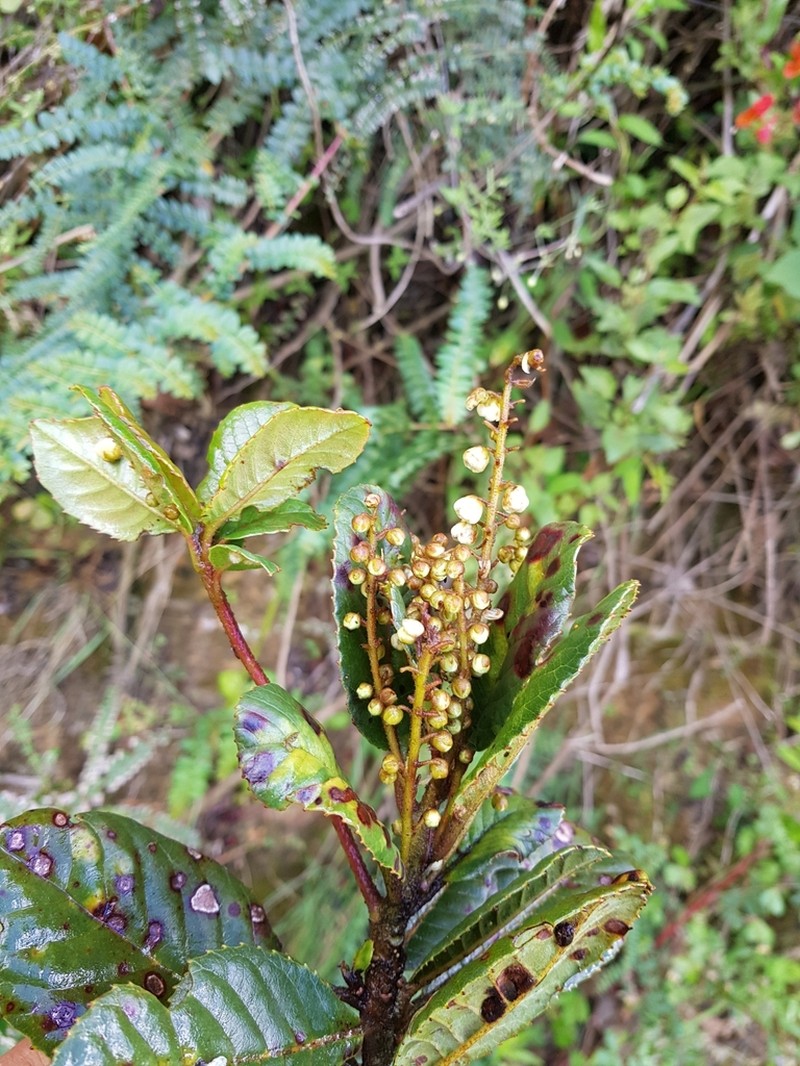 Clethra ovalifolia photo 2