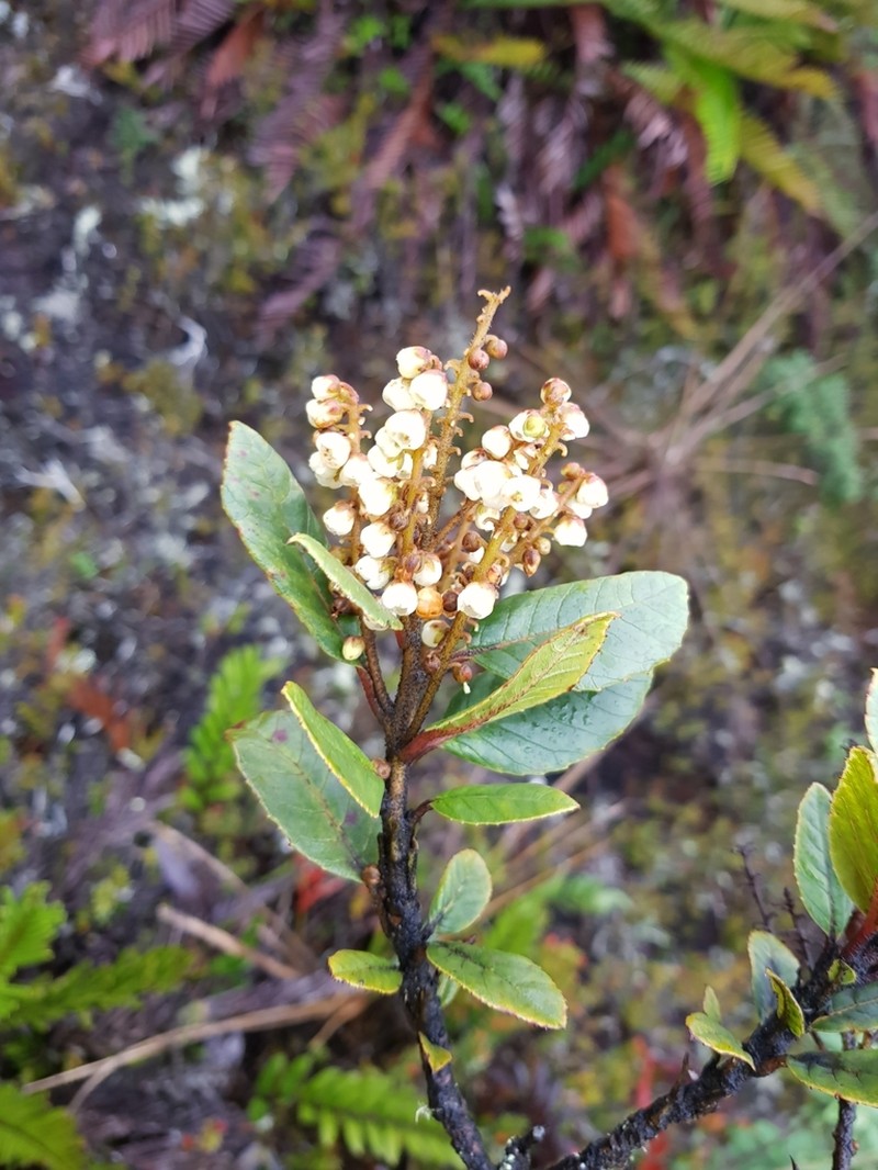 Clethra ovalifolia photo 3