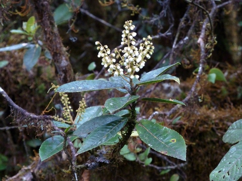 Clethra ovalifolia photo 4