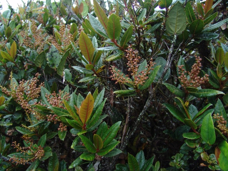 Clethra ovalifolia photo 5