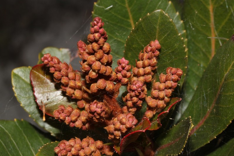 Clethra ovalifolia photo 6