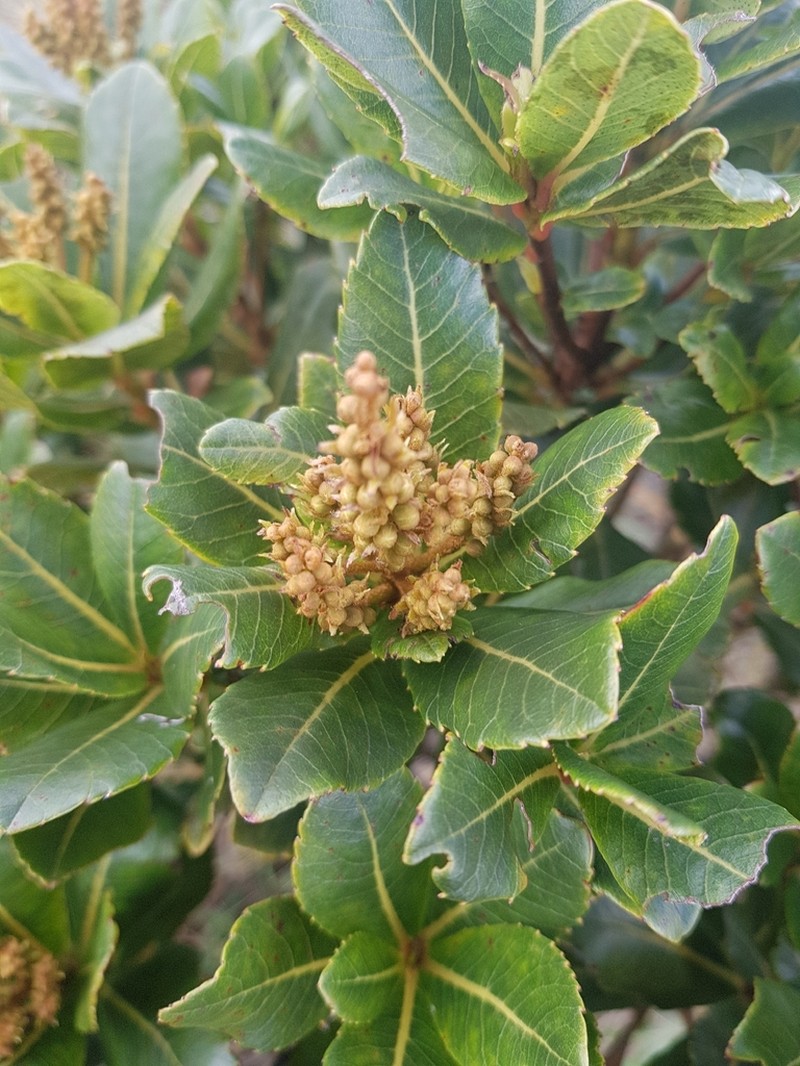 Clethra ovalifolia photo 7