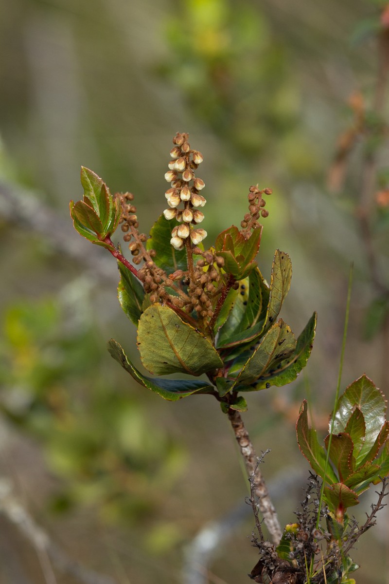 Clethra ovalifolia photo 8