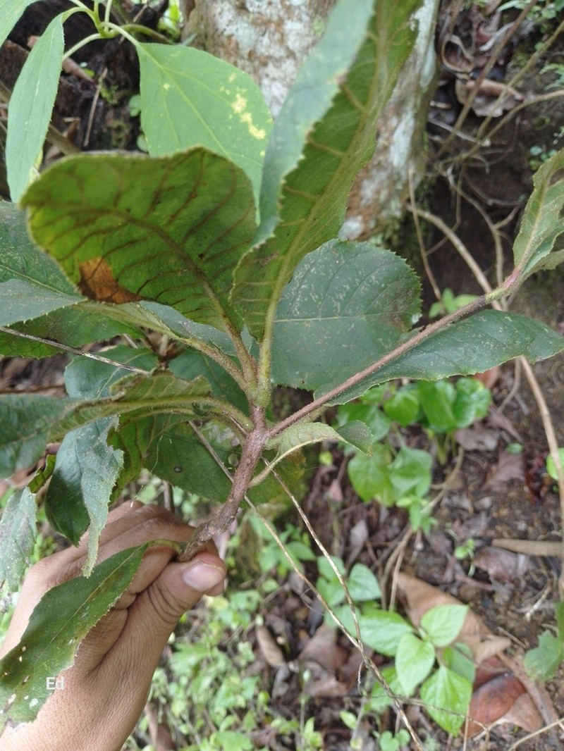 Clethra pachecoana photo 2