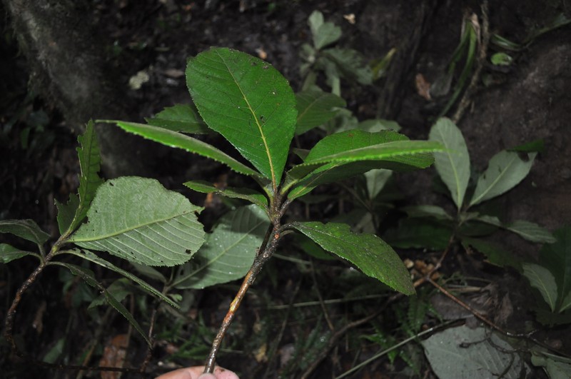 Clethra pachecoana photo 4