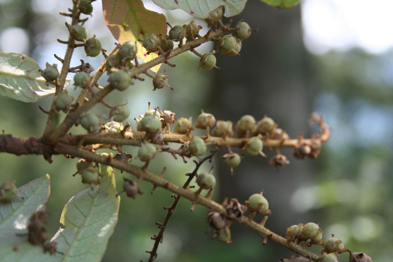 Clethra pachecoana photo 5