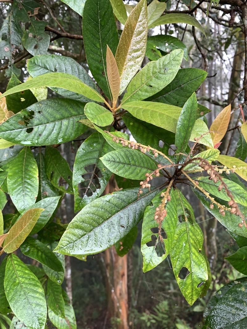Clethra pachyphylla