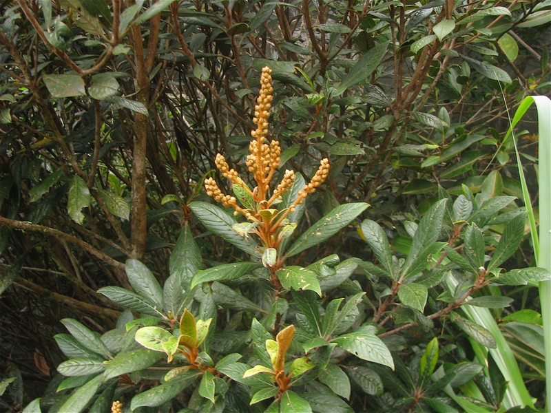 Clethra pachyphylla photo 2