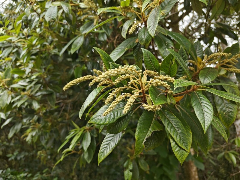 Clethra pachyphylla photo 3