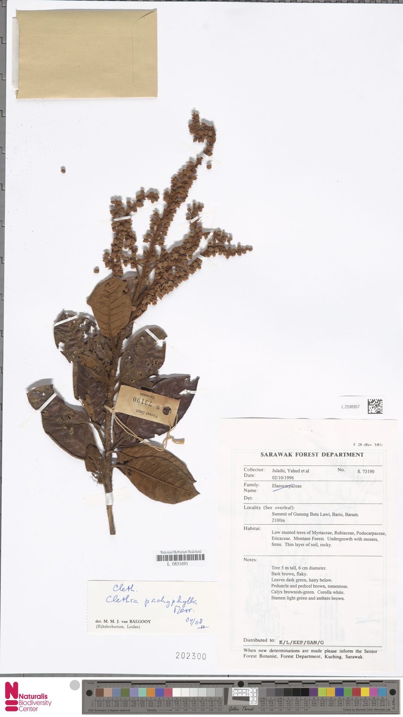 Clethra pachyphylla photo 5