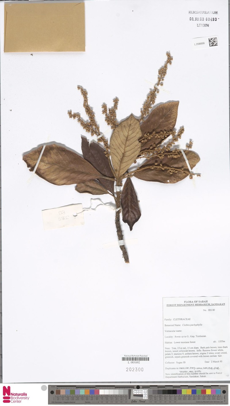 Clethra pachyphylla photo 6