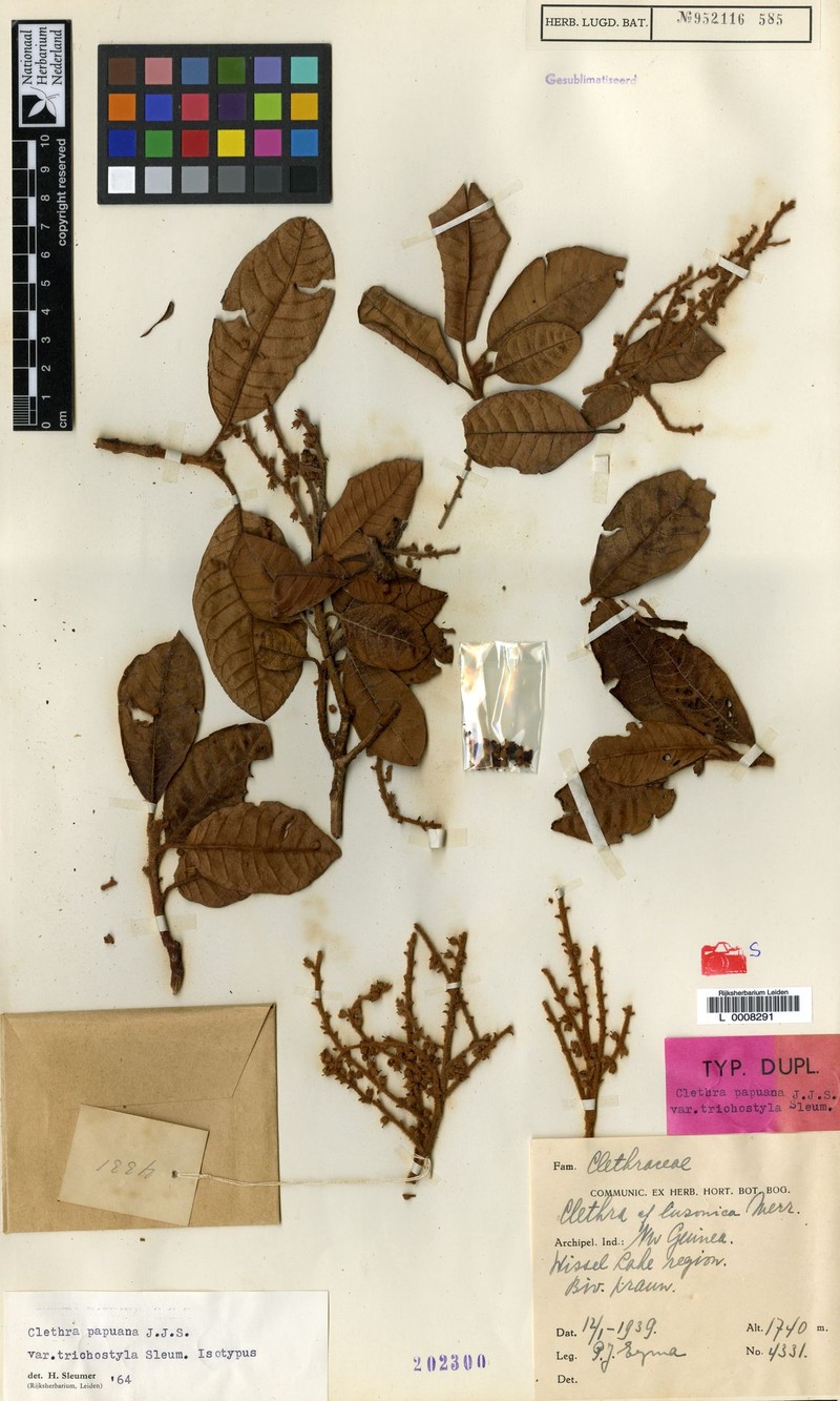 Clethra papuana