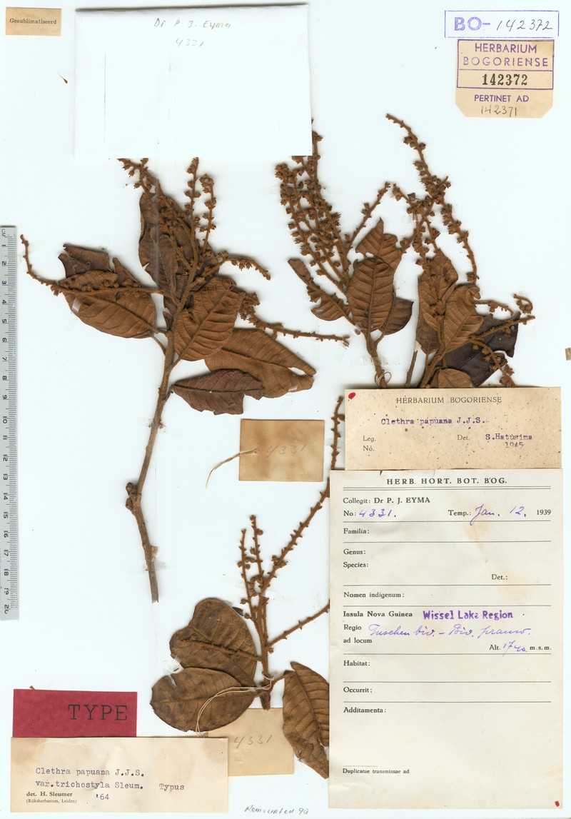 Clethra papuana photo 2